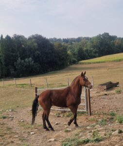 Echo des Rottes